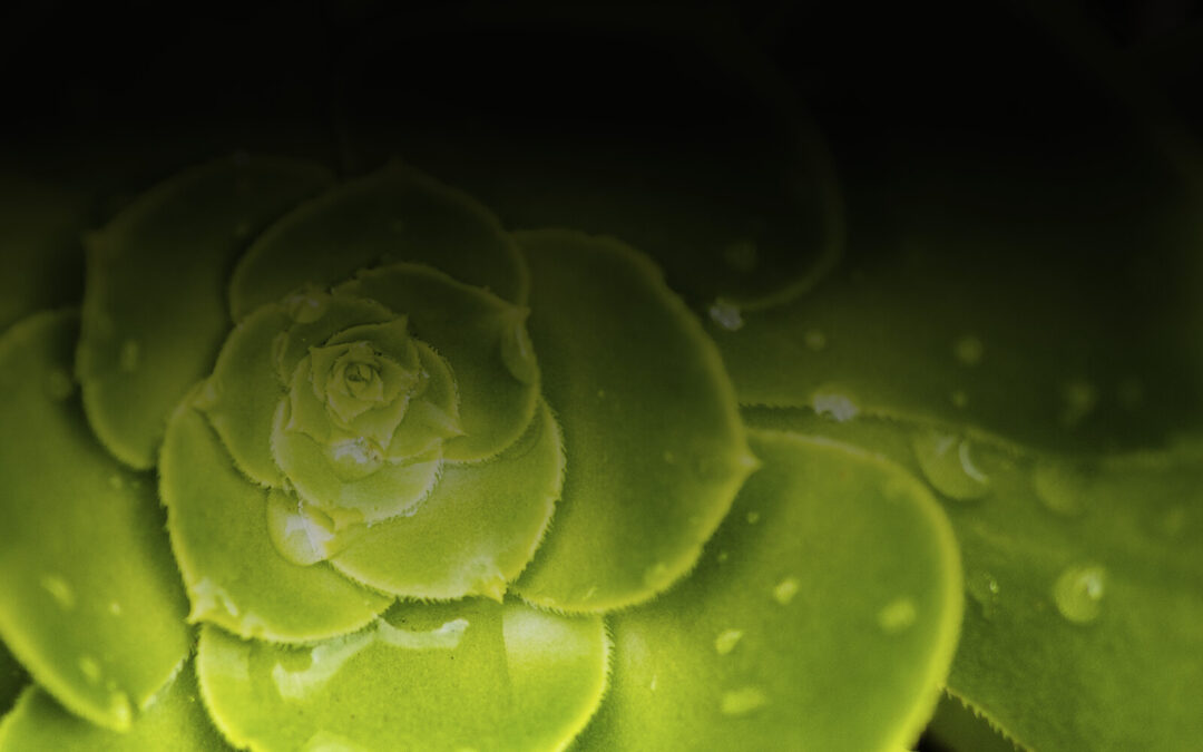 header1