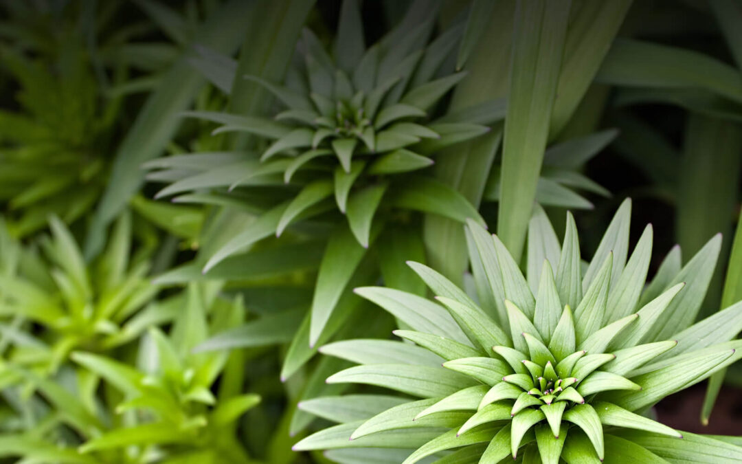 header5